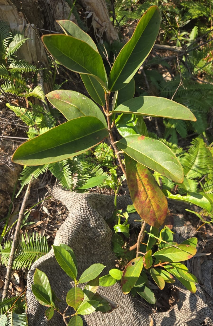 珊瑚樹