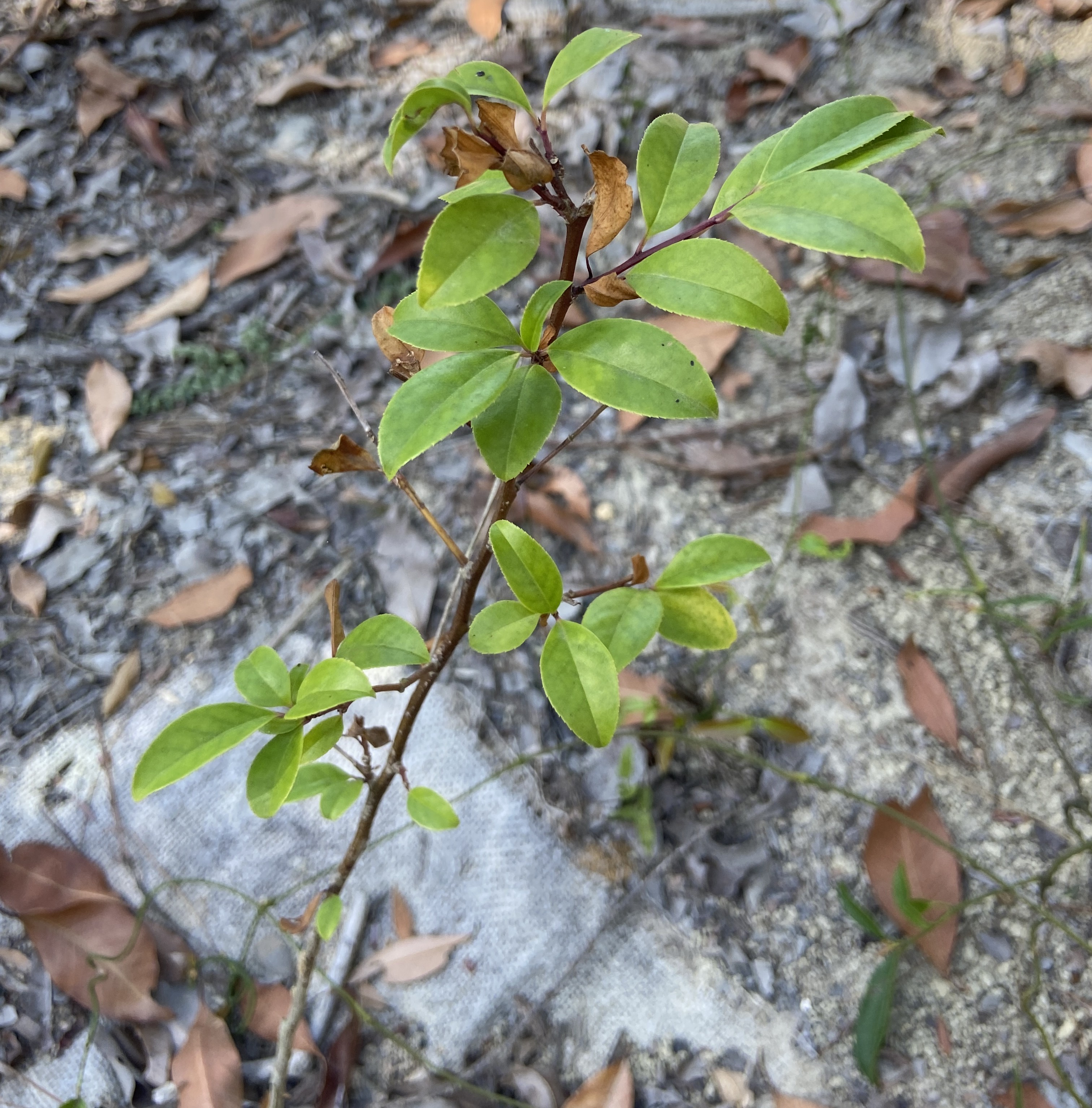 閩粵石楠